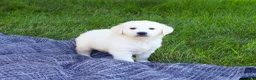 Golden Retriever dogs for sale: Birch  - Ad 1