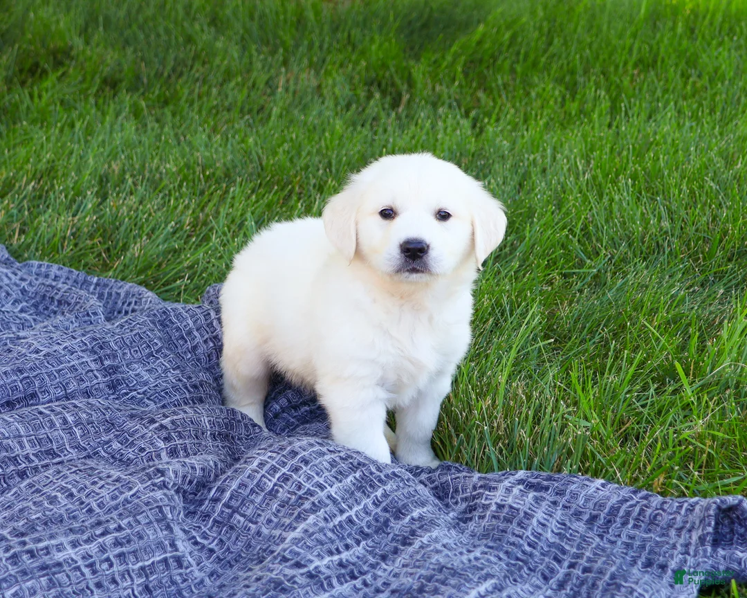 Golden Retriever dogs for sale: Birch  - Ad 1