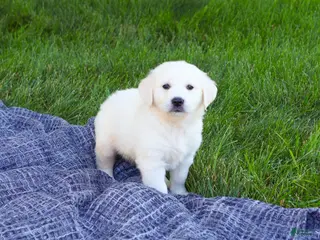 Golden Retriever dogs Birch - Ad 19