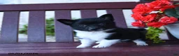 Mixed Breed dogs for sale: Bits - Ad 3