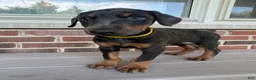 Doberman Pinscher dogs for sale: Rogue - Ad 6