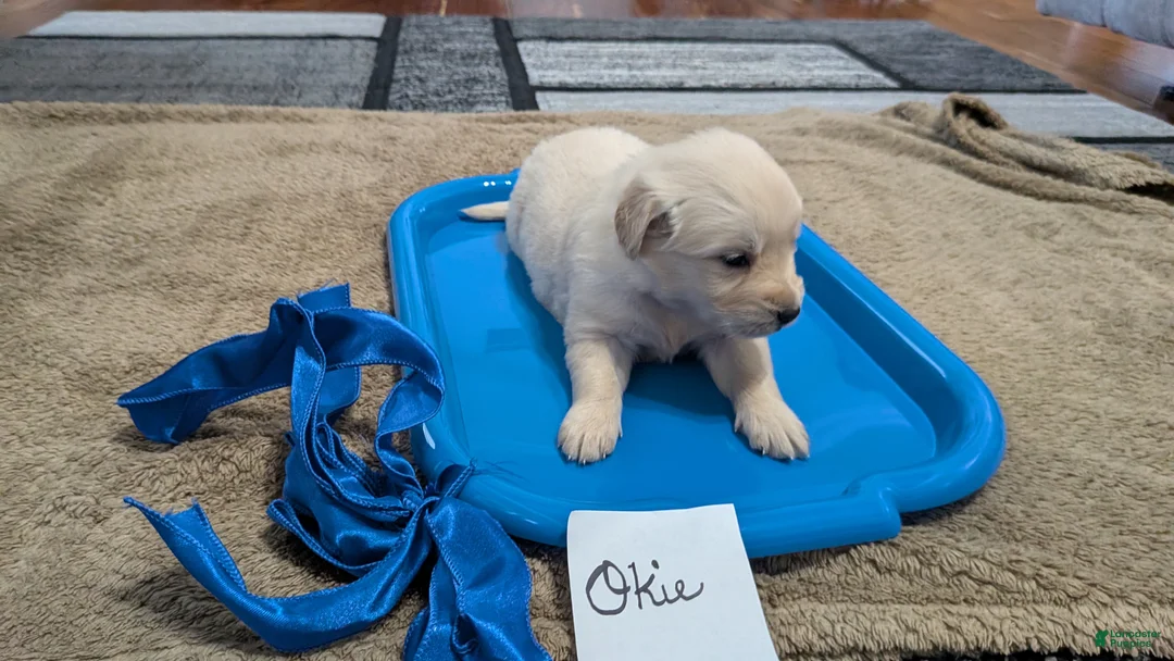 Golden Retriever dogs for sale: Okie, AKC - Ad 2