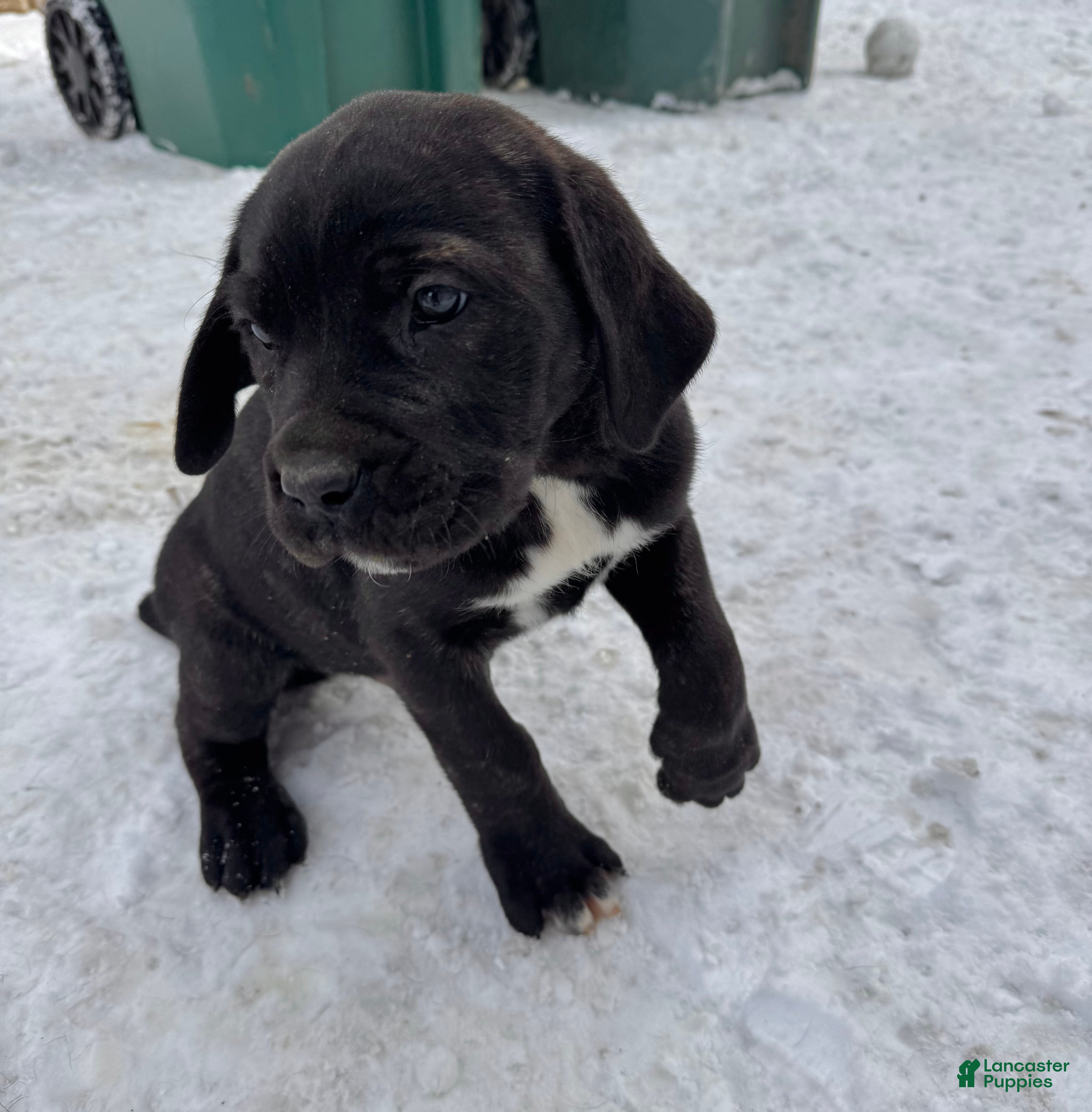 Cane Corso dogs Zuko - Ad 39