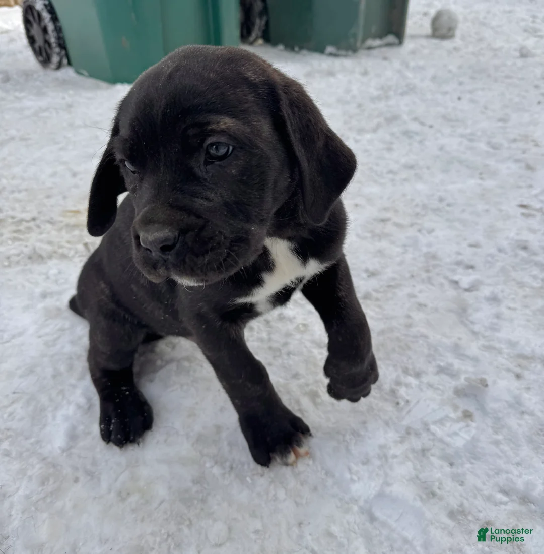 Cane Corso dogs for sale: Zuko - Ad 1