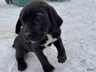 Cane Corso dogs Zuko - Ad 39