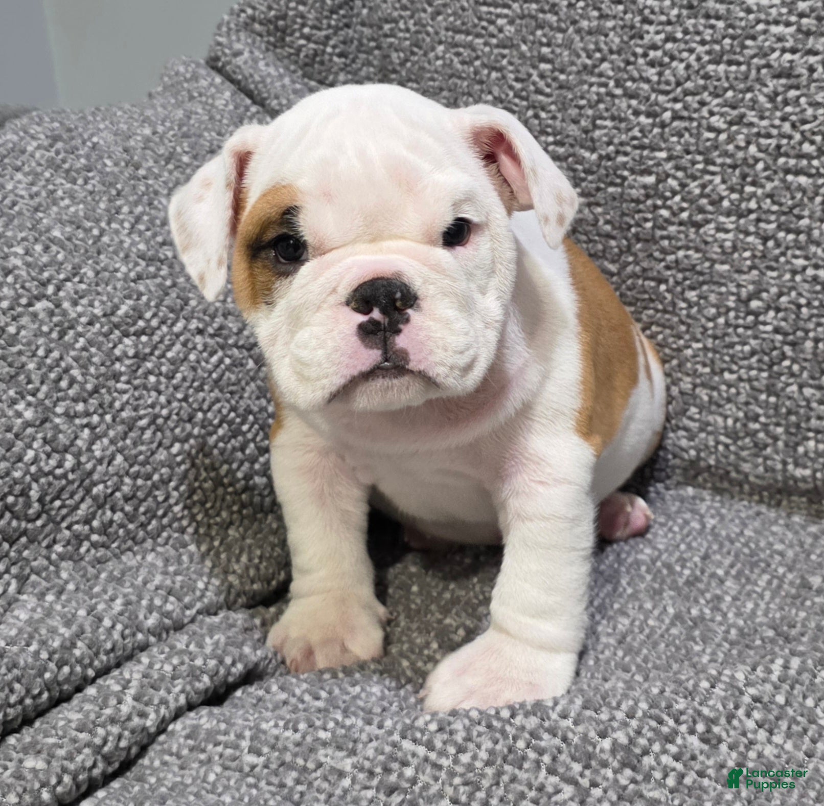 English Bulldog dogs Dante - Ad 2