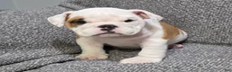 English Bulldog dogs for sale: Dante - Ad 2