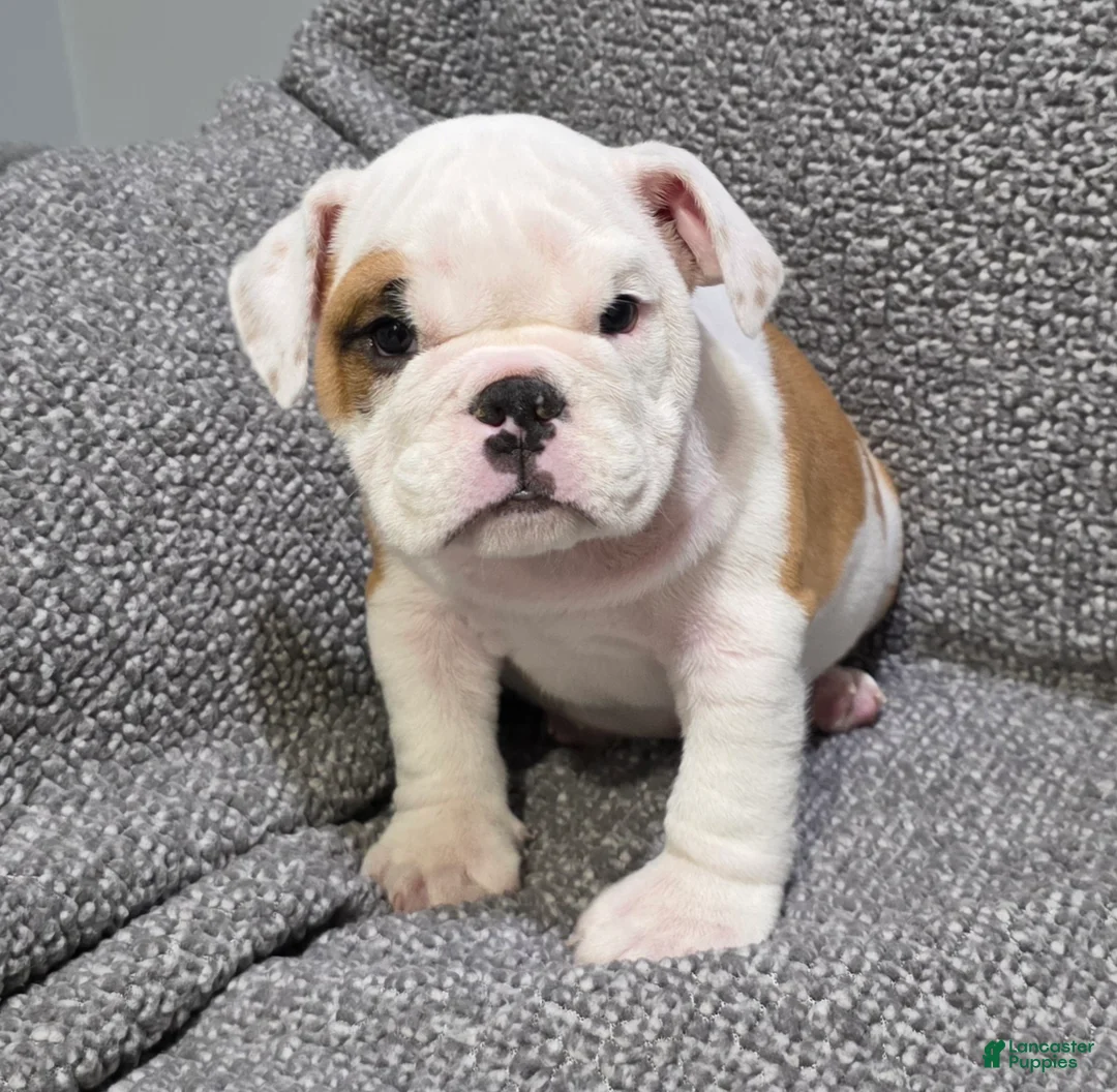 English Bulldog dogs for sale: Dante - Ad 2