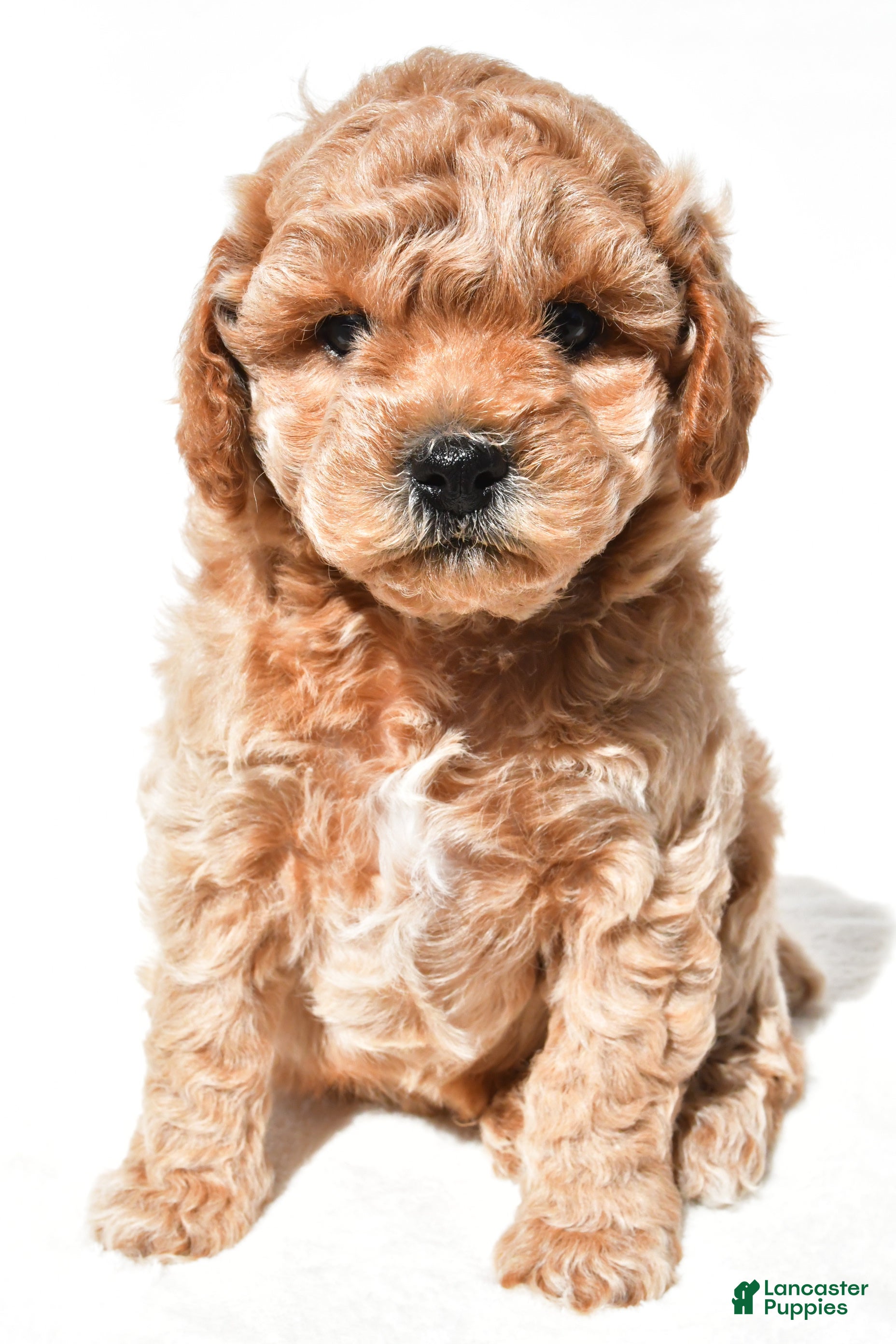 Miniature Poodle dogs Milo - Ad 1
