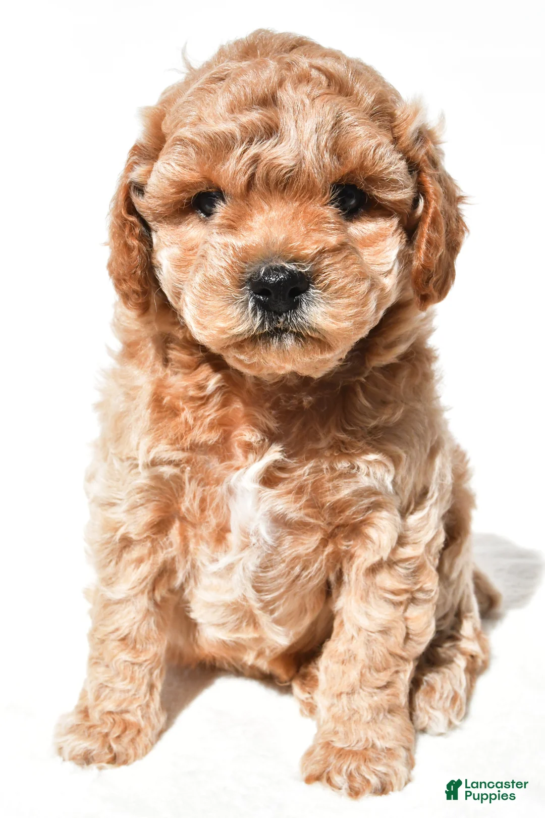 Miniature Poodle dogs for sale: Milo - Ad 1