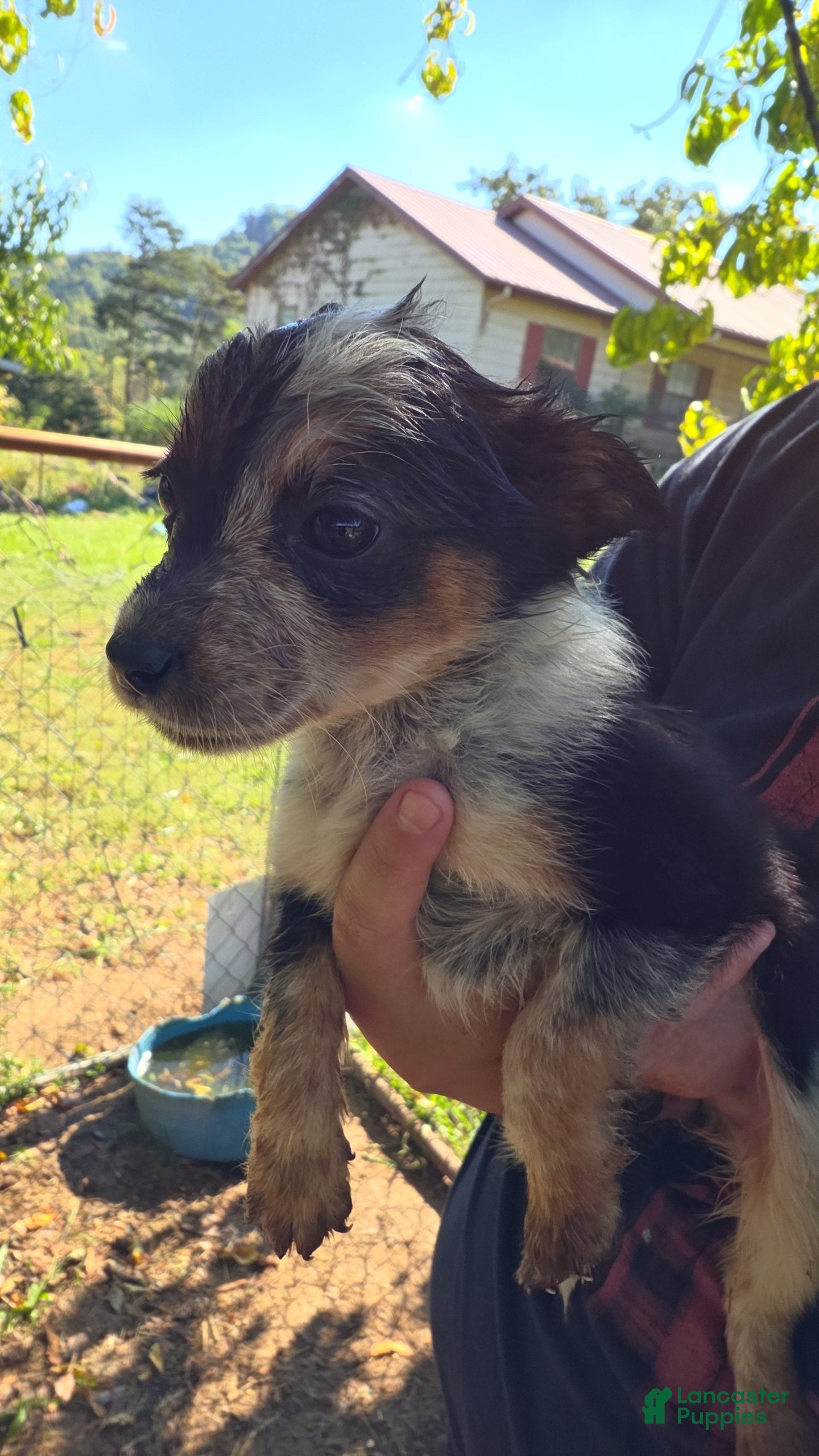 Mixed Breed dogs for sale: Female #2 - Ad 11