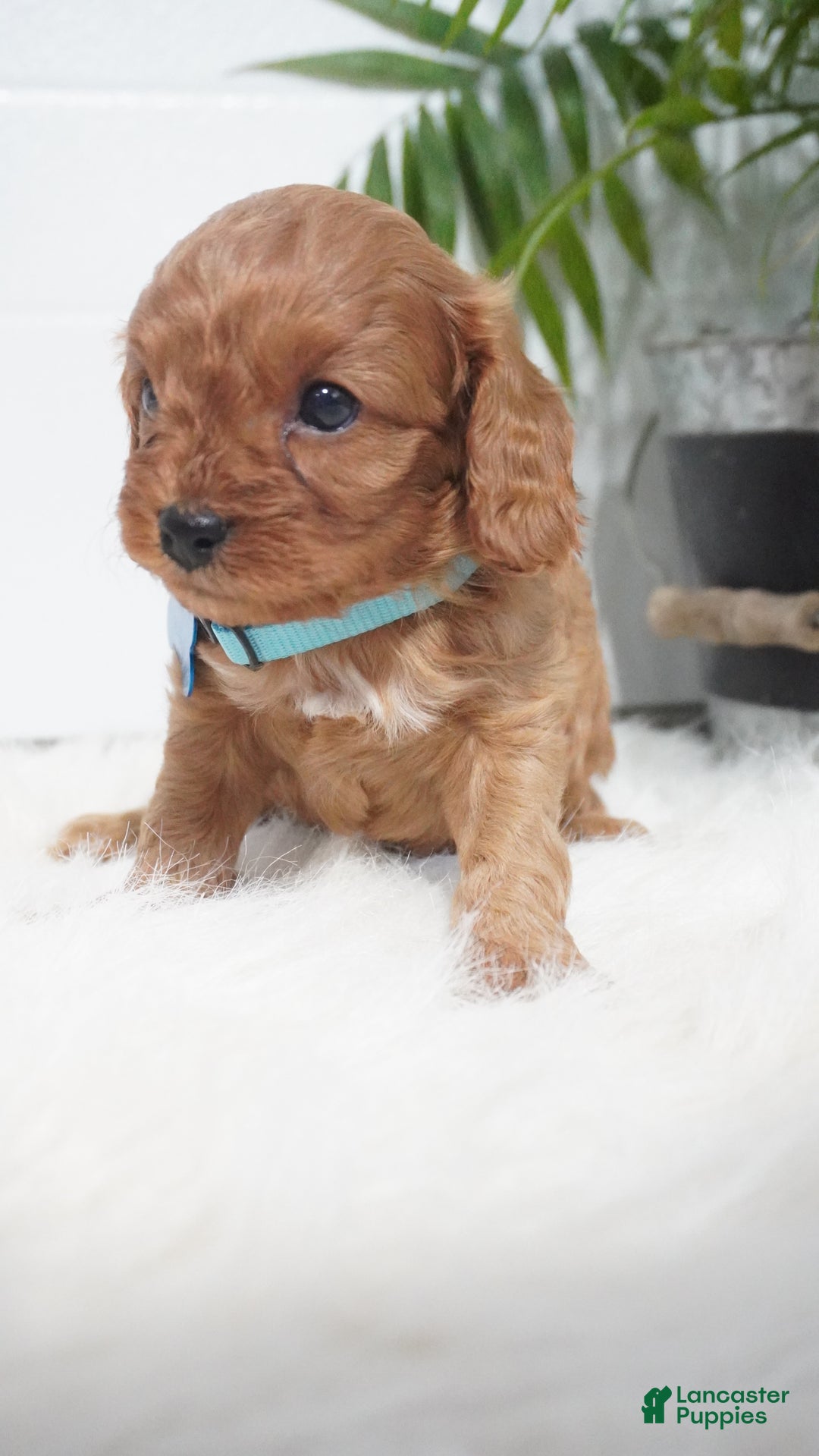 Cavapoo dogs for sale: Brody - Ad 5
