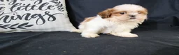 Shih Tzu dogs for sale: Buddy - Ad 3