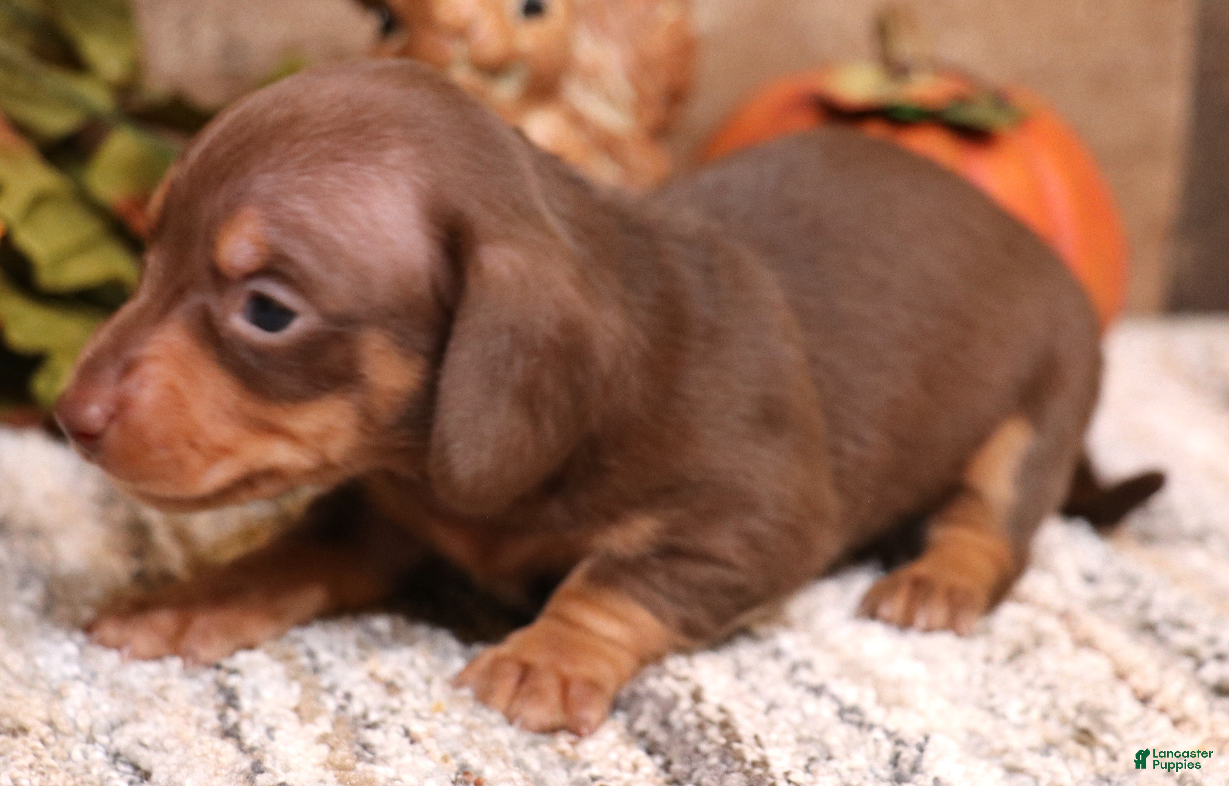 Miniature Dachshund dogs Buttercup chocolate/tan smooth female - Ad 19