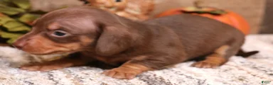 Buttercup chocolate/tan smooth female