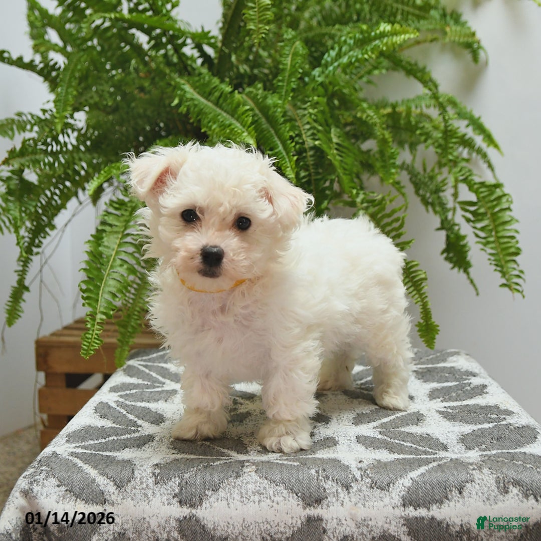 Bichon Frise dogs for sale: Stella - Ad 5