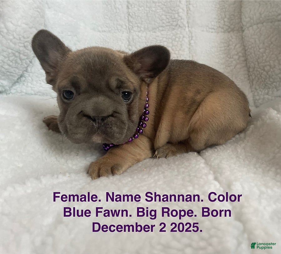 French Bulldog dogs Shannan - Ad 1