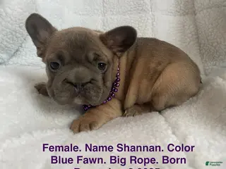 French Bulldog dogs for sale: Shannan - Ad 4