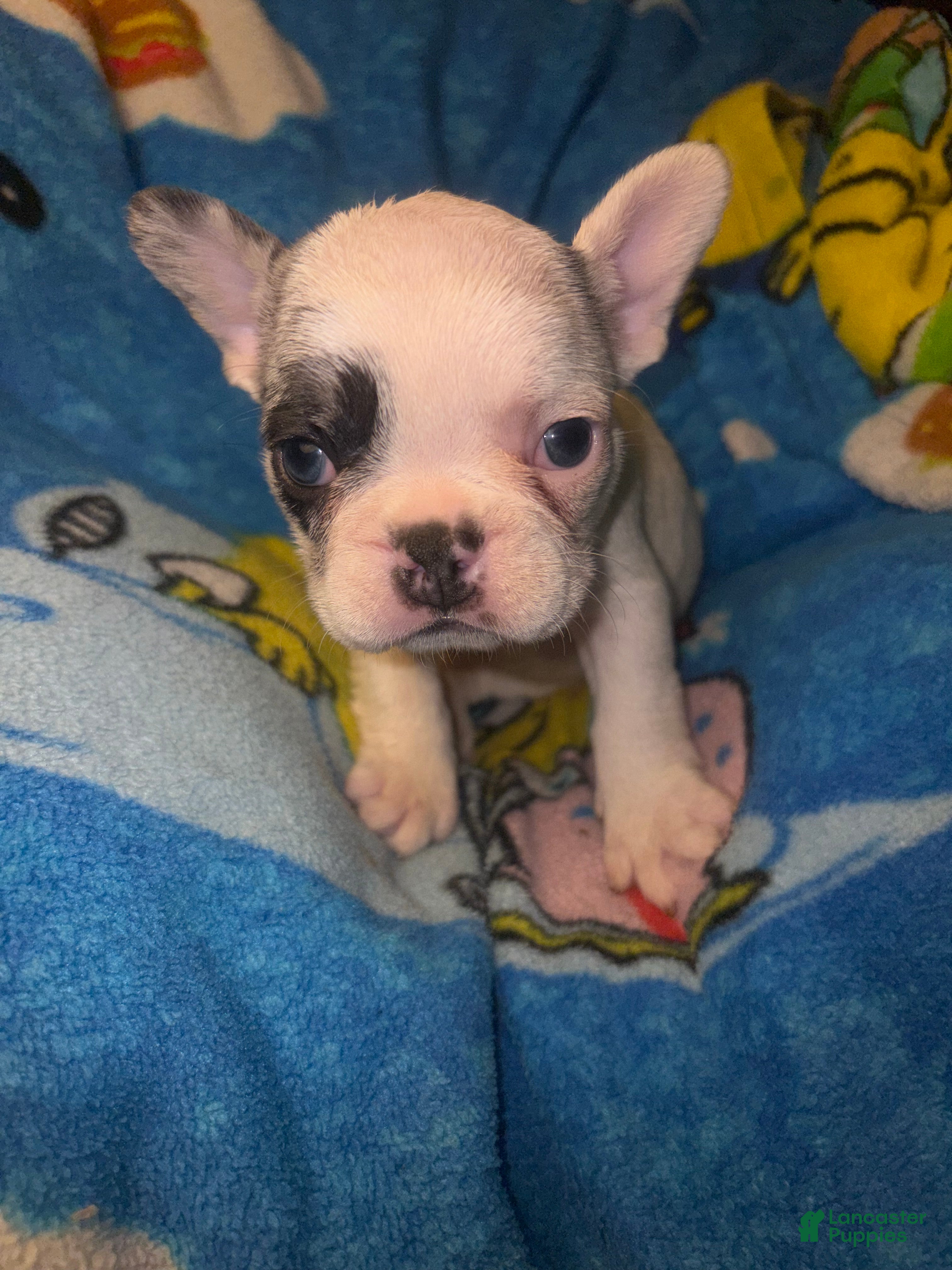 French Bulldog dogs GHOST Merle pied - Ad 5