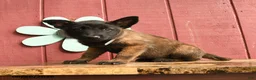 Belgian Malinois dogs for sale: Crystal - Ad 3
