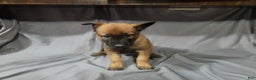 Belgian Malinois dogs for sale: Dark Green  - Ad 4