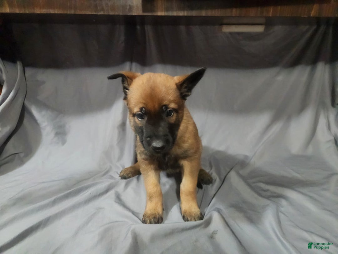 Belgian Malinois dogs for sale: Dark Green  - Ad 4