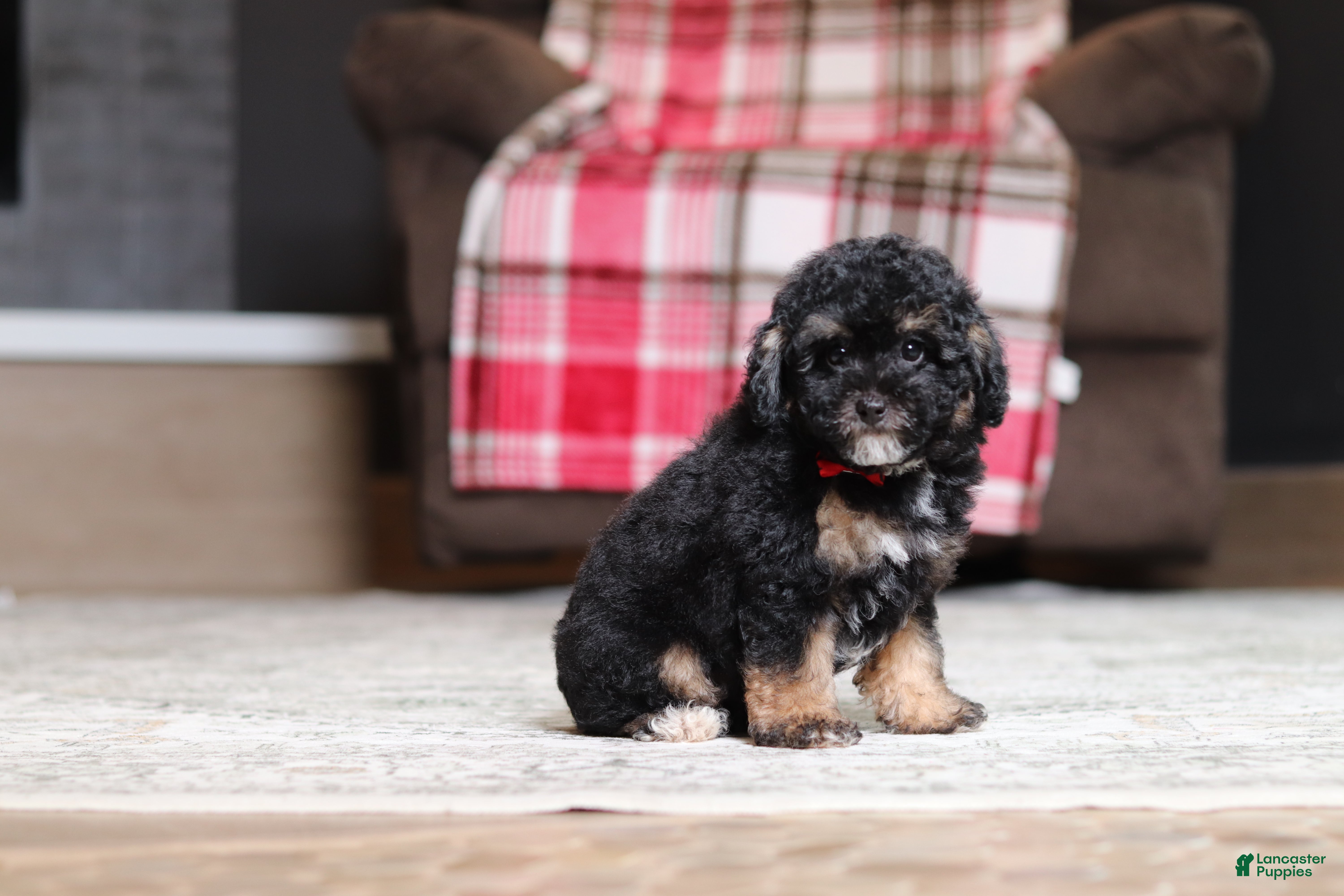 Miniature Poodle dogs Axcel - Ad 1