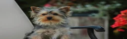 Yorkshire Terrier dogs for sale: Junior - Ad 6