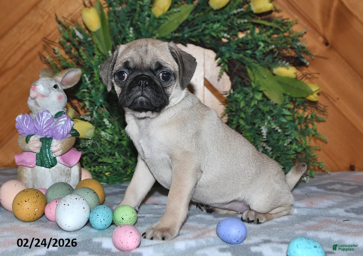 Pug dogs Taffy - Ad 2