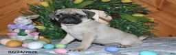 Pug dogs for sale: Taffy - Ad 2