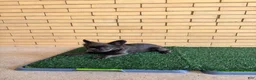 French Bulldog dogs for sale: Zoe - Ad 5