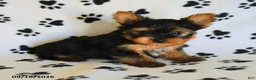 Yorkshire Terrier dogs for sale: James    - Ad 4