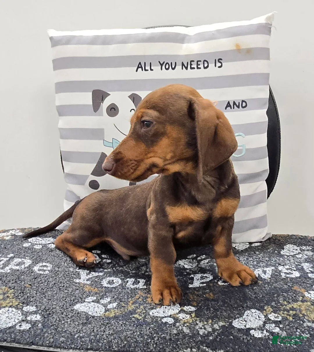 Miniature Dachshund dogs for sale: Davy - Ad 4