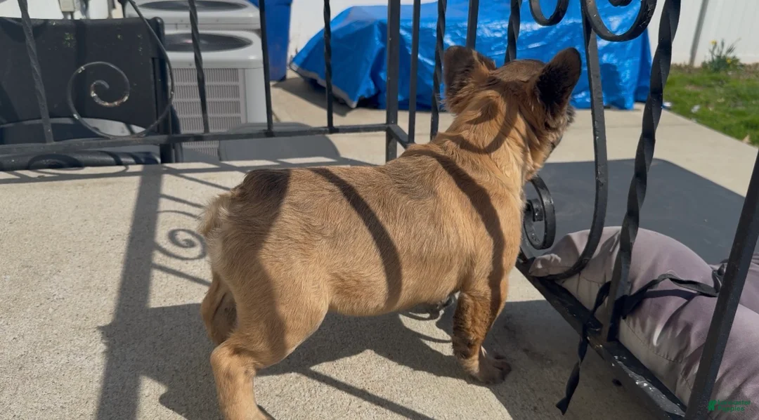 French Bulldog dogs for sale: Teddy - Ad 11