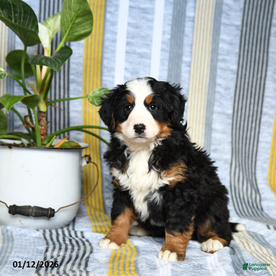 Bernese Mountain Dog dogs Bubbles - Ad 2