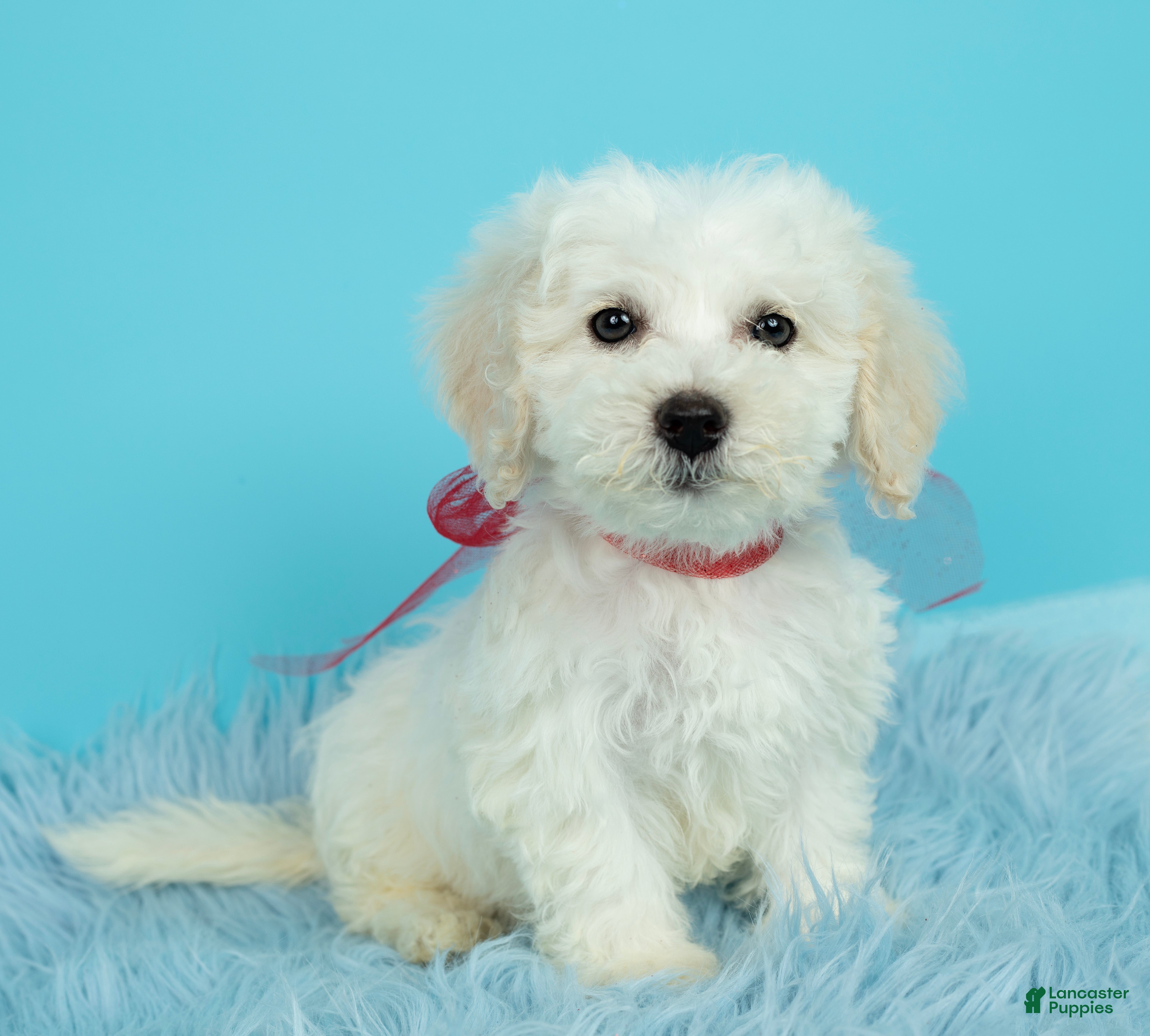 Maltipoo dogs Mozart - Ad 1