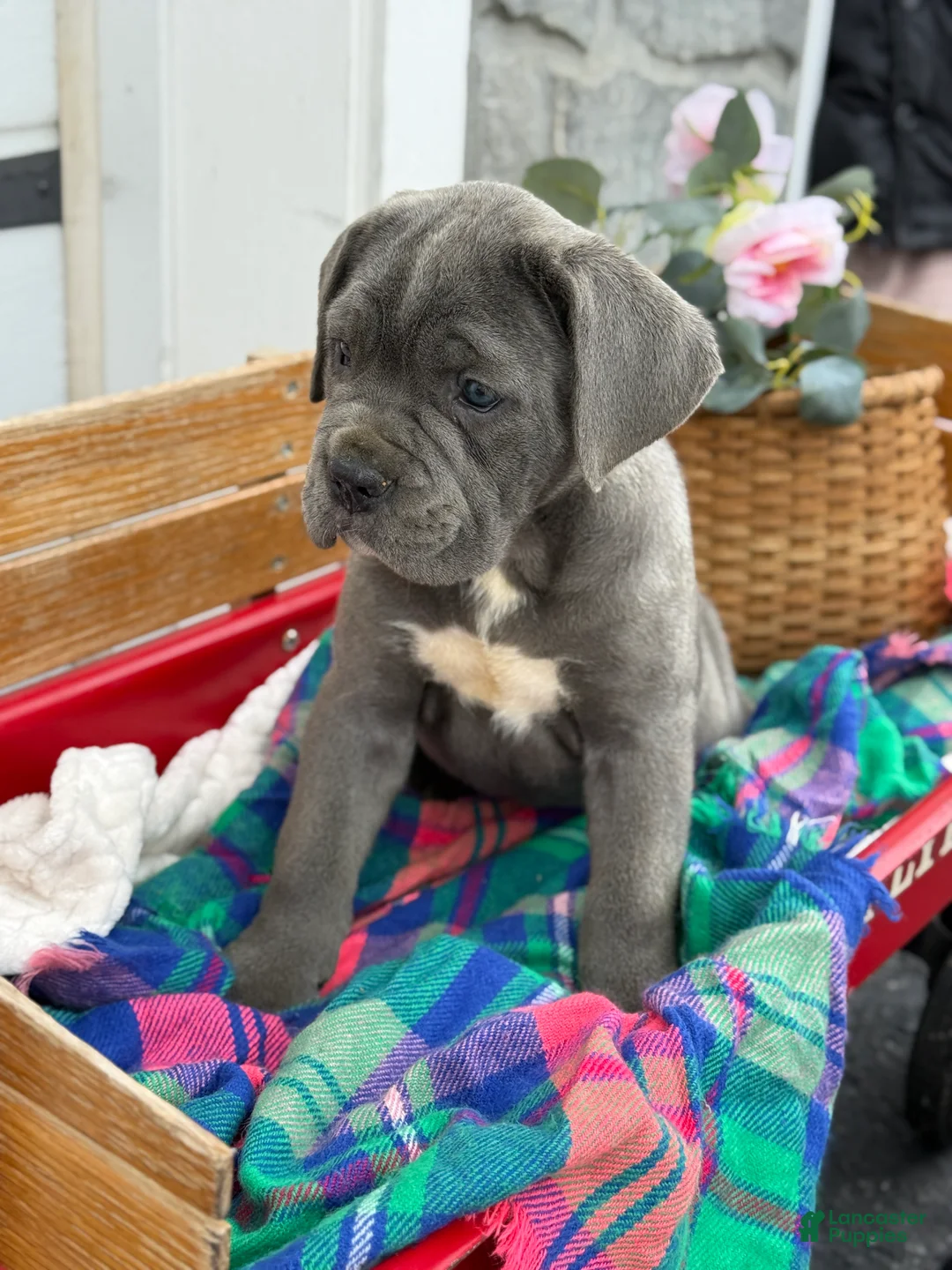 Cane Corso dogs for sale: Abby - Ad 11