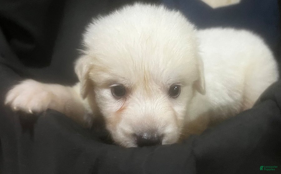 Great Pyrenees dogs Dusty - Ad 1