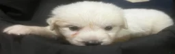 Great Pyrenees dogs for sale: Dusty - Ad 3