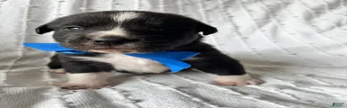 Dexter