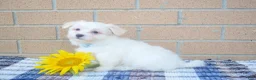 Maltese dogs for sale: Rusty ✨ - Ad 3