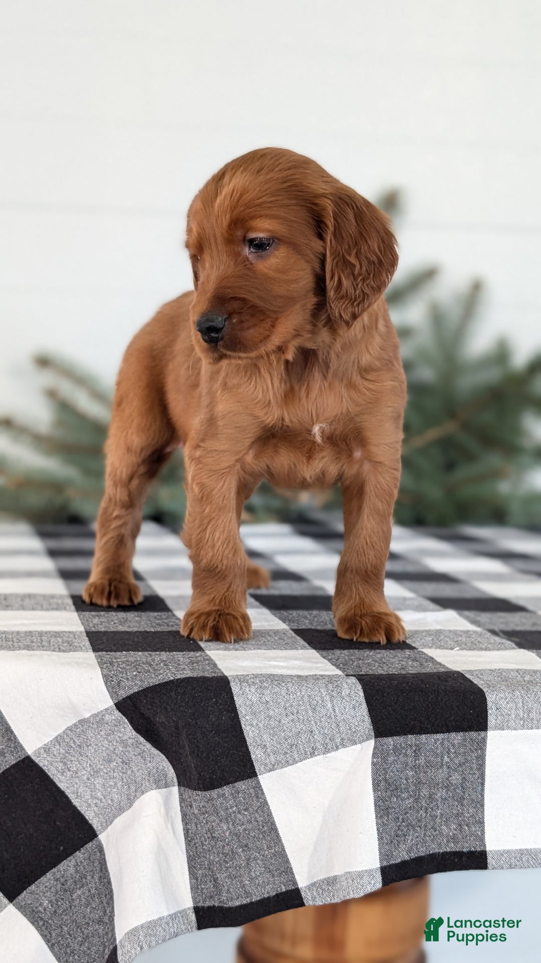 Irish Setter dogs for sale: Echo - Ad 3