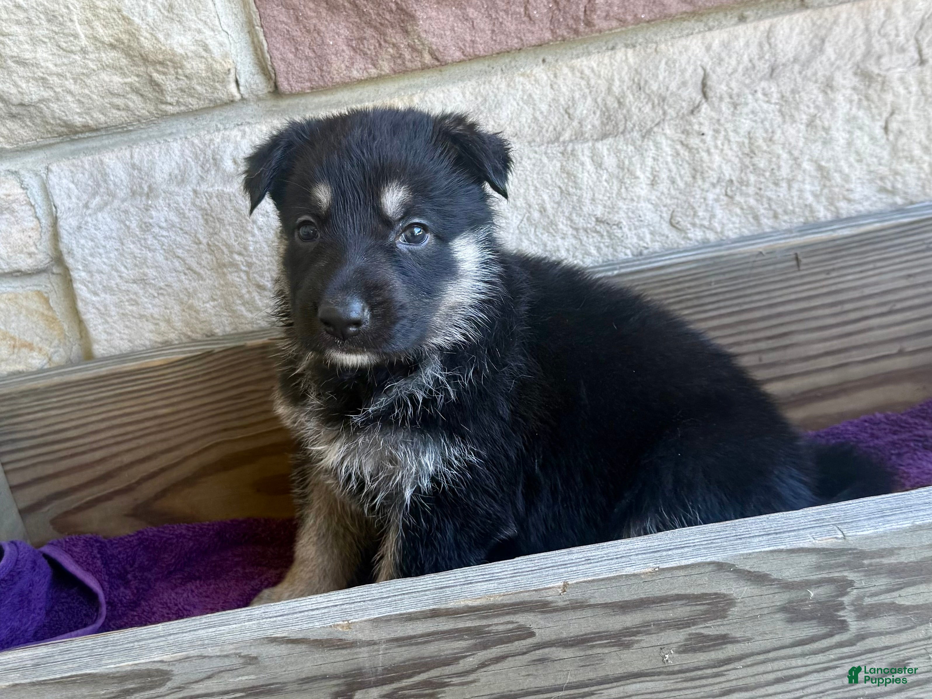 German Shepherd dogs MJ - Ad 1