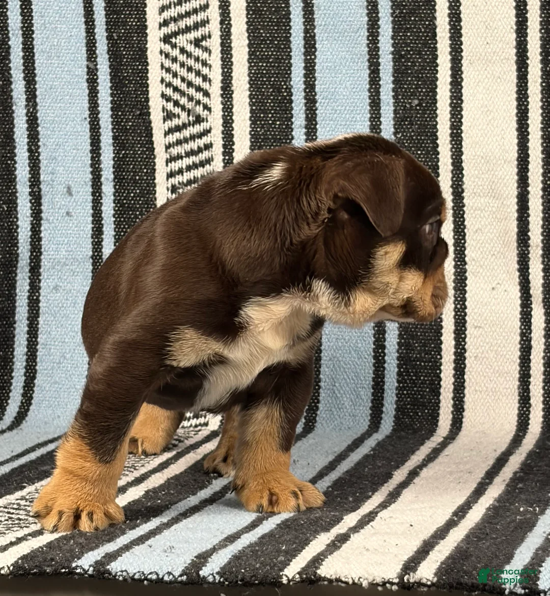 English Bulldog dogs for sale: Jackson - Ad 5
