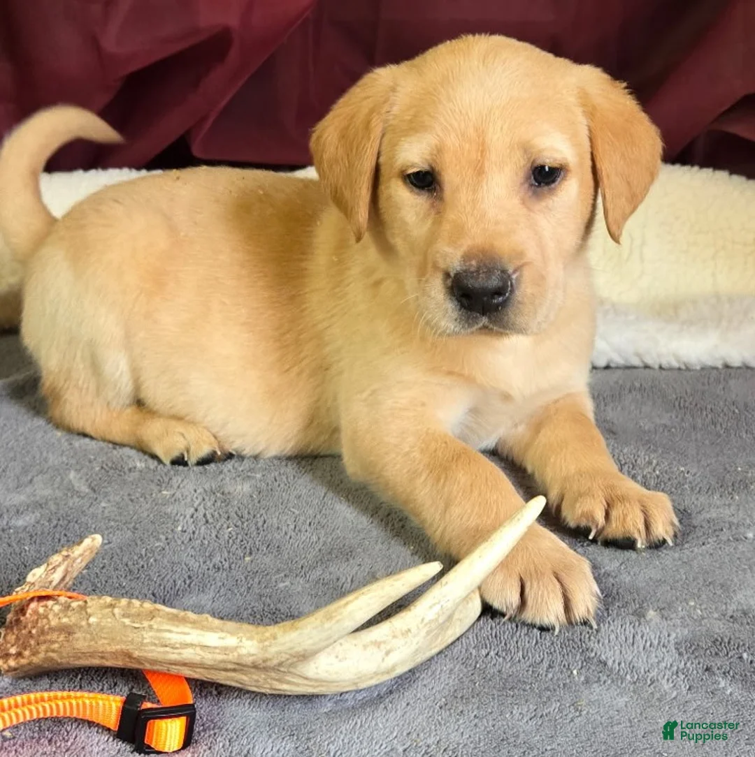 Labrador Retriever dogs for sale: Labrador Retriever Orange Collar - Ad 1