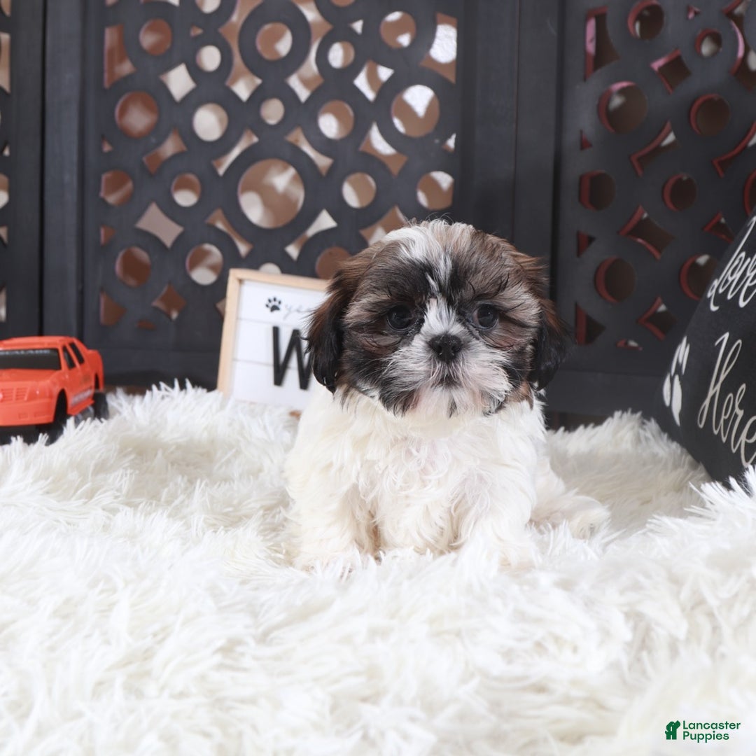 Shih Tzu dogs for sale: Shih Tzu Puppy Stone - Ad 3