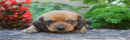 Miniature Dachshund dogs for sale: Miniature Dachshund 1 - Ad 5