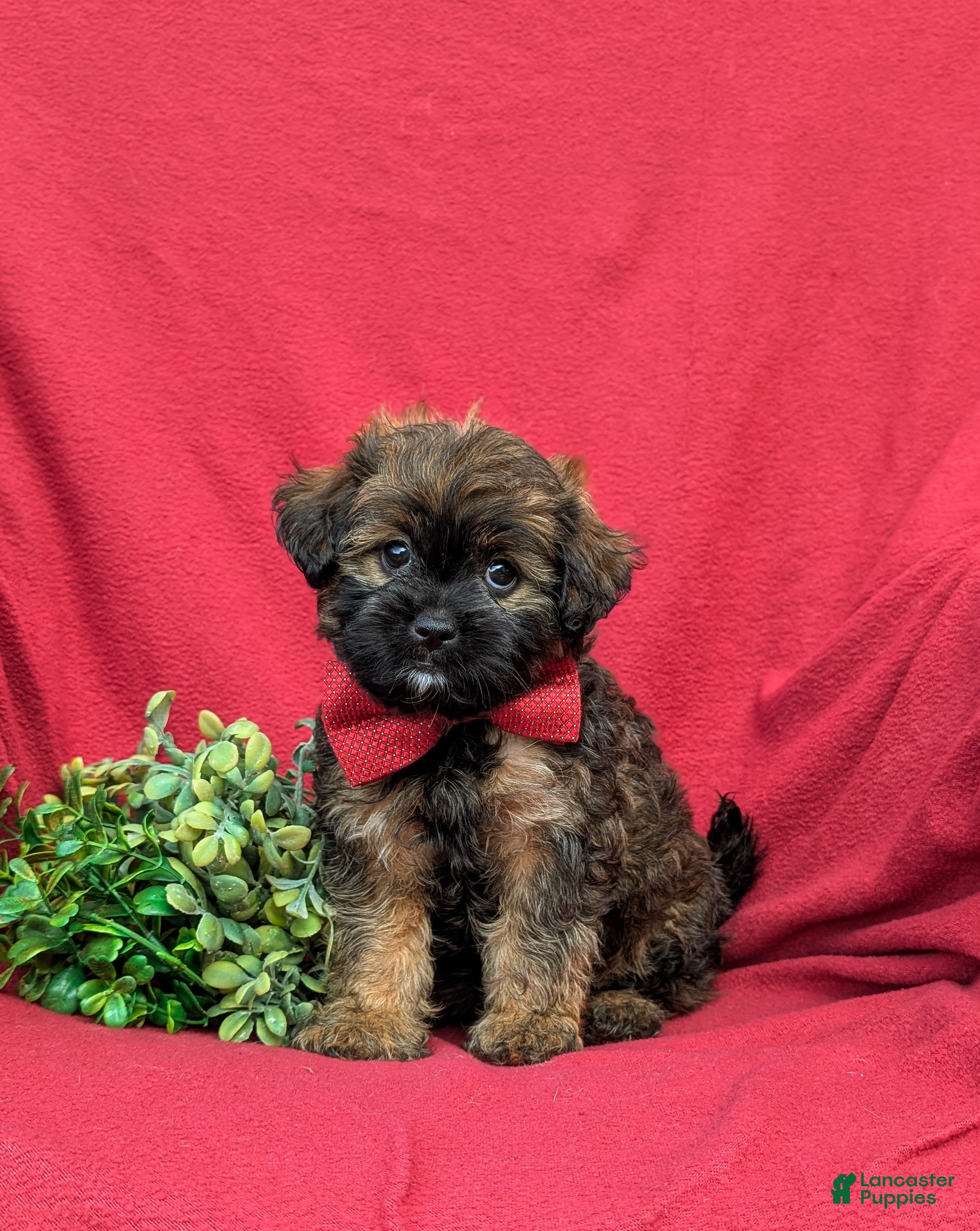Shihpoo dogs Cole Hypoallergenic - Ad 1