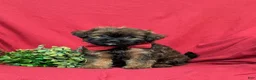 Shihpoo dogs for sale: Cole Hypoallergenic - Ad 1