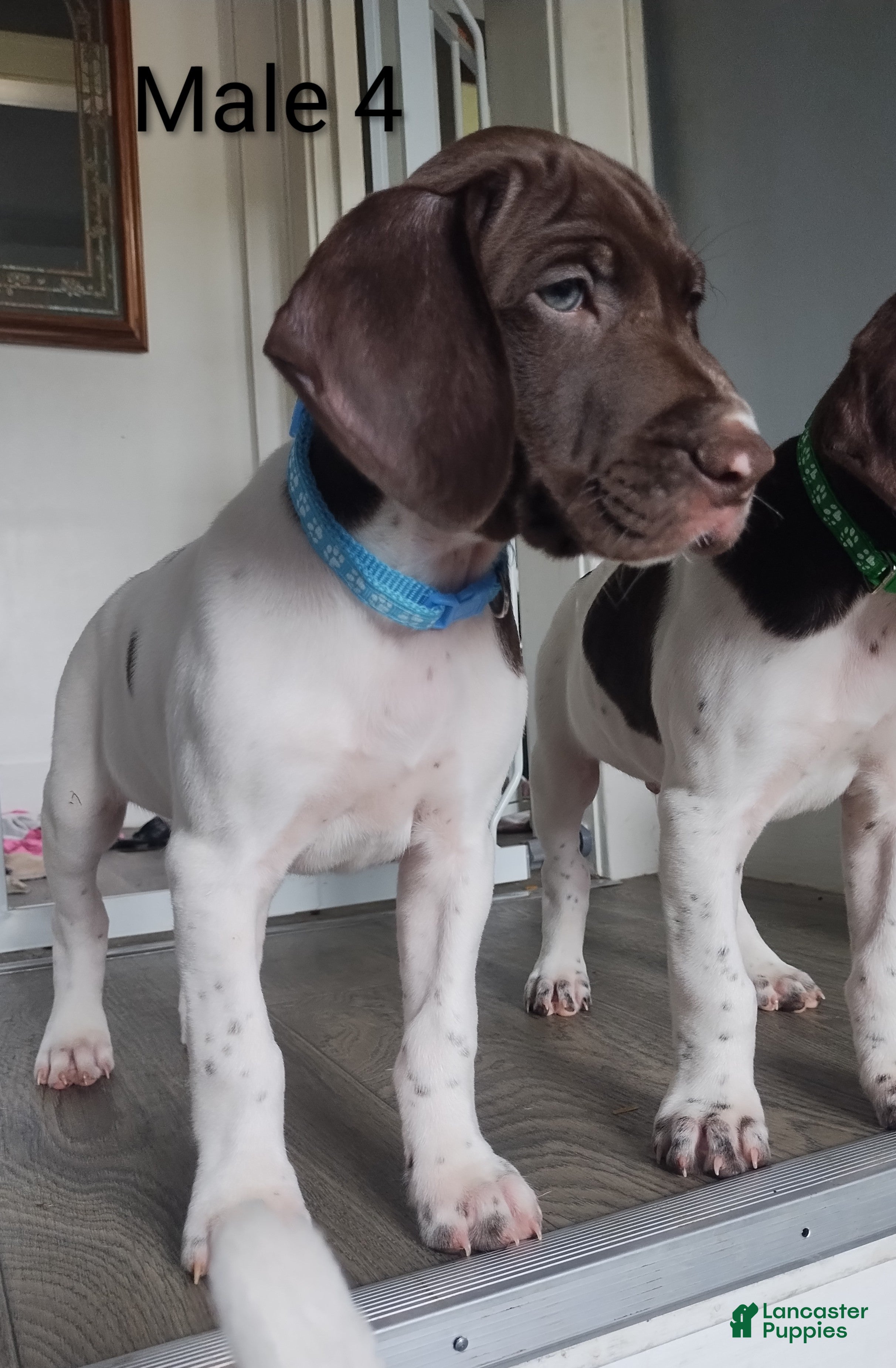 German Shorthaired Pointer dogs German Shorthaired Pointer Puppy 4 - Ad 7